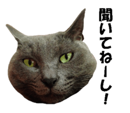 Crazy cats! 2 sticker #13691278