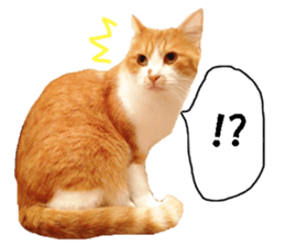 Crazy cats! 2 sticker #13691279