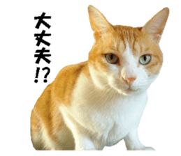 Crazy cats! 2 sticker #13691280