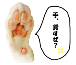 Crazy cats! 2 sticker #13691289