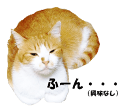 Crazy cats! 2 sticker #13691292