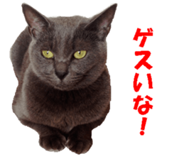 Crazy cats! 2 sticker #13691295