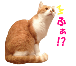 Crazy cats! 2 sticker #13691296