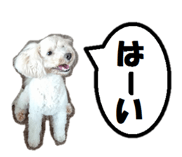 Toy poodle photo sticker sticker #13692622