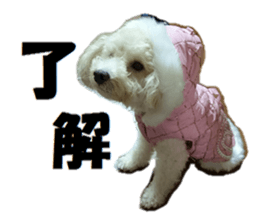 Toy poodle photo sticker sticker #13692624