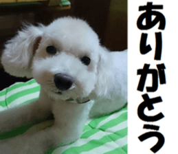Toy poodle photo sticker sticker #13692627
