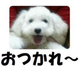 Toy poodle photo sticker sticker #13692629