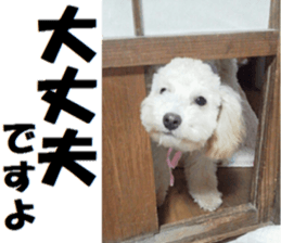 Toy poodle photo sticker sticker #13692638