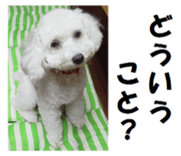 Toy poodle photo sticker sticker #13692640