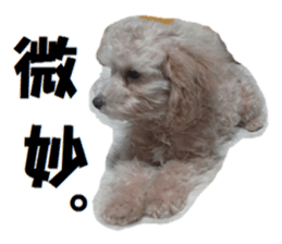 Toy poodle photo sticker sticker #13692641