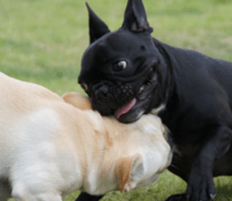 Anko Mochi 1 sticker #13692646