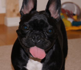 Anko Mochi 1 sticker #13692649