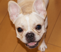 Anko Mochi 1 sticker #13692650