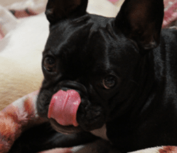 Anko Mochi 1 sticker #13692651