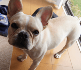 Anko Mochi 1 sticker #13692652