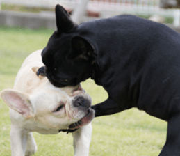 Anko Mochi 1 sticker #13692653