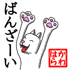 White Cat "Kawahara"