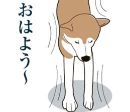 Illustration of SHIBA INU realistic sticker #13693115