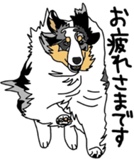 Shetlandsheepdog Sticker 3 sticker #13693218