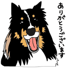Shetlandsheepdog Sticker 3 sticker #13693226