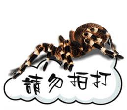 Spider Invasion phone has sticker #13696924