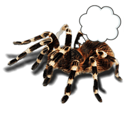 Spider Invasion phone has sticker #13696925