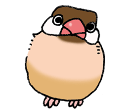 Powerful Java sparrow 3rd sticker #13698578