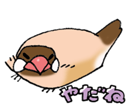 Powerful Java sparrow 3rd sticker #13698584