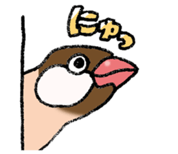 Powerful Java sparrow 3rd sticker #13698591