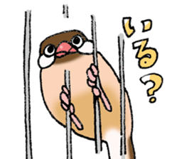 Powerful Java sparrow 3rd sticker #13698592