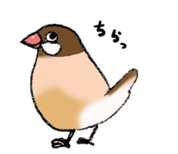 Powerful Java sparrow 3rd sticker #13698605