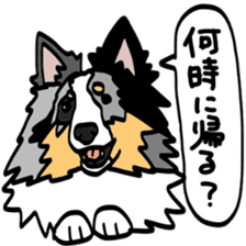 Shetlandsheepdog Sticker 4 sticker #13699099