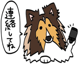 Shetlandsheepdog Sticker 4 sticker #13699100