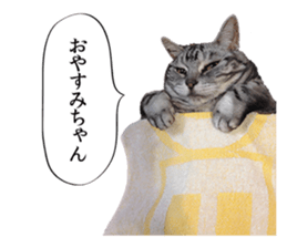 Funny Cats Cartoon 2 sticker #13700445