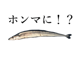 Kansai dialect in the Pacific saury sticker #13701768