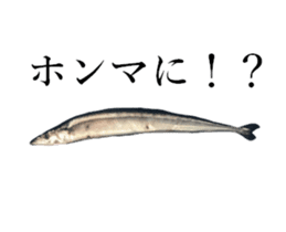 Kansai dialect in the Pacific saury sticker #13701768