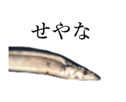 Kansai dialect in the Pacific saury sticker #13701770