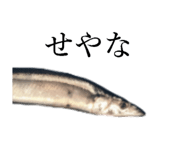 Kansai dialect in the Pacific saury sticker #13701770