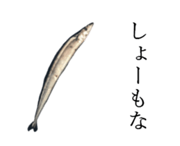 Kansai dialect in the Pacific saury sticker #13701775