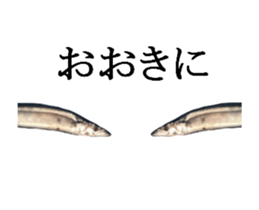 Kansai dialect in the Pacific saury sticker #13701776