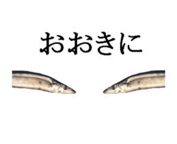 Kansai dialect in the Pacific saury sticker #13701776