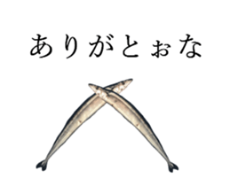 Kansai dialect in the Pacific saury sticker #13701779