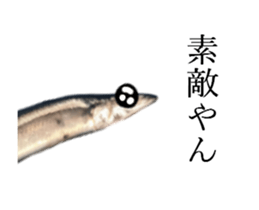 Kansai dialect in the Pacific saury sticker #13701780