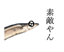 Kansai dialect in the Pacific saury sticker #13701780