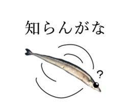 Kansai dialect in the Pacific saury sticker #13701786