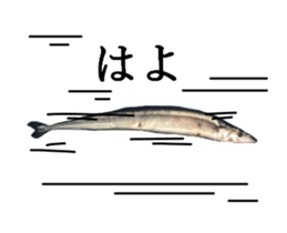 Kansai dialect in the Pacific saury sticker #13701787