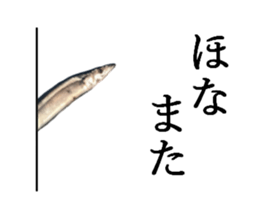 Kansai dialect in the Pacific saury sticker #13701789