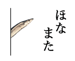Kansai dialect in the Pacific saury sticker #13701789