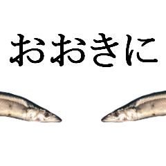 Kansai dialect in the Pacific saury