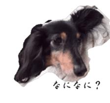 dachshund-maro2 sticker #13701899